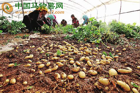 馬鈴薯特色村--張北縣金家村01