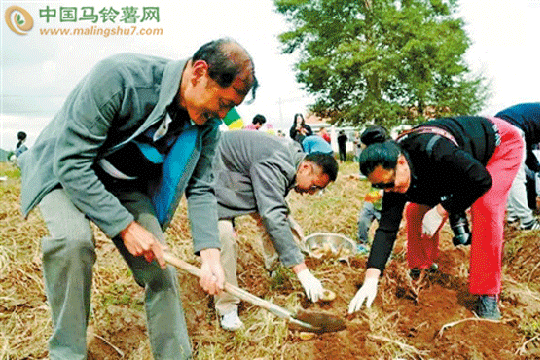 “歡樂土豆節(jié)” 土豆新玩法