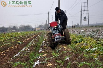 滕州洪緒鎮(zhèn)：雨雪來臨 黨員助農(nóng)搶收馬鈴薯 ()