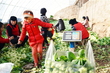 西寧市新莊鎮(zhèn)：特色蔬菜讓農(nóng)民有“干勁” ()