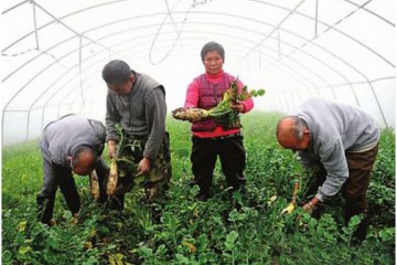 南充市營(yíng)山縣大力豐富市民“菜籃子” ()