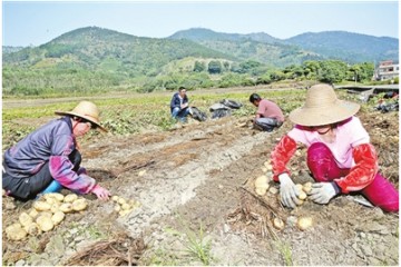 云城前鋒村：“地蛋”變“金蛋” 馬鈴薯種植助農脫貧 ()