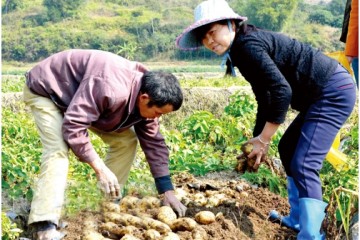 廣西浦北縣：冬種馬鈴薯喜獲豐收 ()