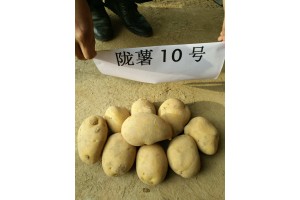 隴薯10號(hào)