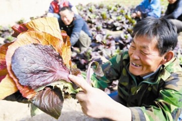 天津市引入紫白菜 長(zhǎng)勢(shì)喜人 ()