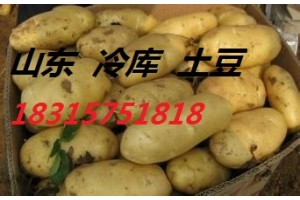 山東大棚土豆大量上市。價格便宜18315751818