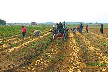 河北圍場：小小土豆成致富“金蛋蛋” ()