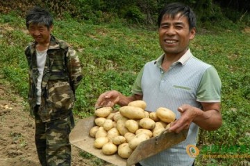 安康鎮(zhèn)平：脫毒種薯獲豐收 ()