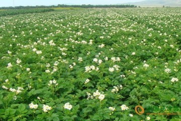 張掖柳谷村：馬鈴薯種植助農(nóng)增收 ()