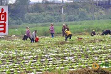 廣西：標(biāo)準(zhǔn)化種植馬鈴薯 ()