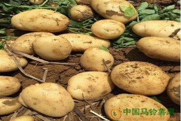 簡析麗薯6號的價(jià)格趨勢 ()