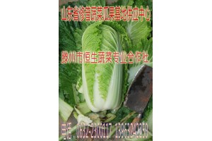 山東白菜，棗莊白菜，滕州白菜，大塢白菜，代收代辦白菜電話