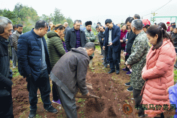 湖北恩施：推廣早熟馬鈴薯種植 ()