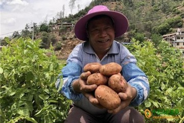 大姚“黃金薯”遠(yuǎn)銷全國(guó)各地 ()