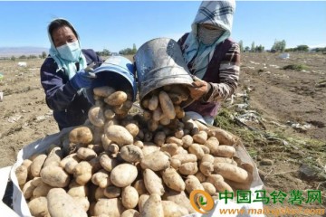 巴里坤縣：馬鈴薯雪花全粉加工項(xiàng)目正在建設(shè) ()