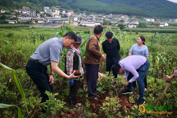 寧蒗：與上海楊浦商貿集團達成了100噸馬鈴薯的訂購協(xié)議 ()