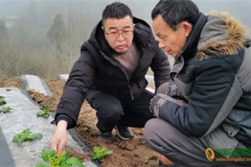 豐都：種植馬鈴薯3萬(wàn)畝助農(nóng)增收 ()