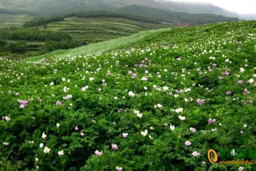 邵通：6000畝馬鈴薯花開(kāi)甚為壯觀(guān) ()