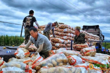 寧安農(nóng)場：萬畝馬鈴薯銷往省外多地 ()