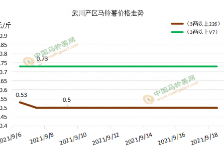 新薯供應(yīng)寬松 行情影響幾何？ ()