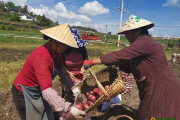 紅土豆保障農(nóng)戶的“錢袋子” ()