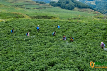 昭通魯?shù)椋厚R鈴薯種植面積增至23萬畝 ()