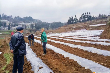 織金縣化起鎮(zhèn)： 冬種馬鈴薯增產增收 ()