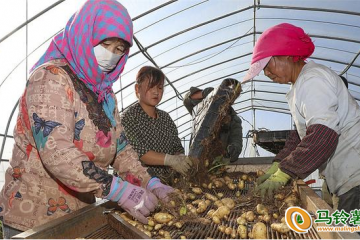 河北張北：馬鈴薯成為增收“金豆豆” ()