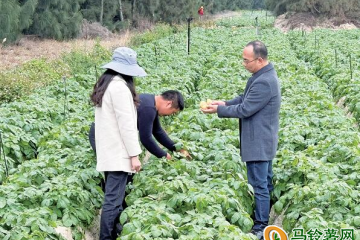 實(shí)驗(yàn)區(qū)首批鹽堿地種植的馬鈴薯將迎收成 ()