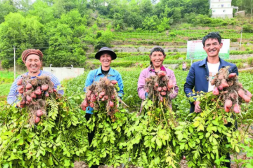 四川涼山 百萬(wàn)畝“青薯9號(hào)”讓土地增產(chǎn)農(nóng)民增收 ()