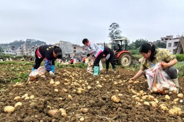 靈山縣煙墩鎮(zhèn)“土疙瘩”變身致富“金豆豆” ()