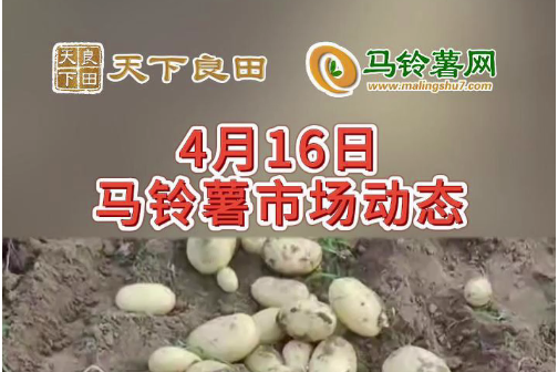 2024年4月16日山東滕州產(chǎn)區(qū)價格行情！ ()