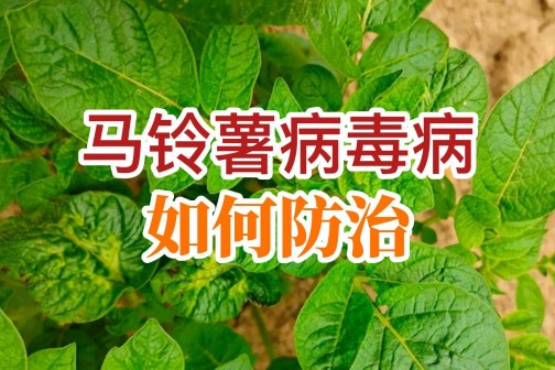 馬鈴薯病毒病如何防治？ ()