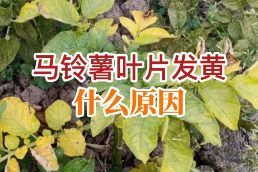 馬鈴薯葉片發(fā)黃什么原因？ ()