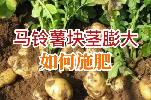 馬鈴薯塊莖膨大如何施肥？ ()