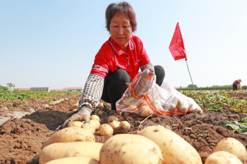 河北玉田：6萬余畝馬鈴薯喜獲豐收 ()