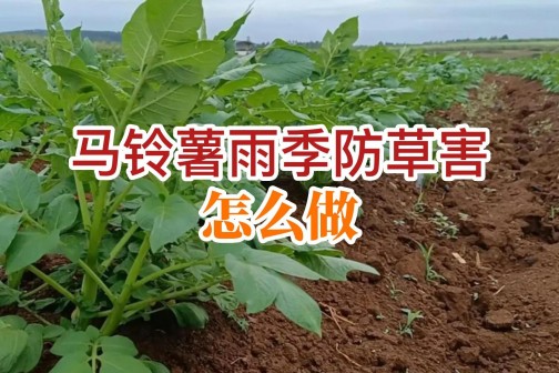 馬鈴薯雨季防草害怎么做？ ()