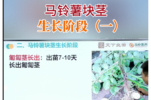 馬鈴薯塊莖生長(zhǎng)階段（一） ()