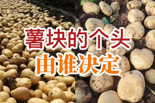 薯塊的個(gè)頭由誰決定？ ()