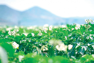 山西省盂縣：萬畝馬鈴薯開花了 ()