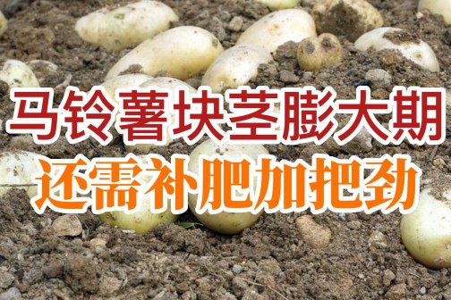 馬鈴薯塊莖膨大還需補肥加把勁！ ()