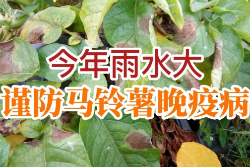 今年雨水大，謹(jǐn)防馬鈴薯晚疫?。。?！ ()